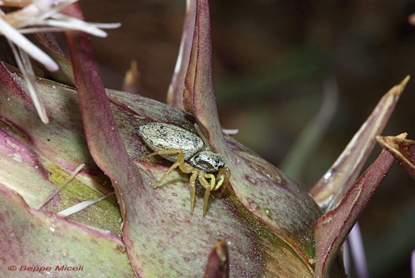 Salticidae Genere: Heliophanus ?